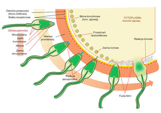 Sequence of several sperm approaching and one fusing with the oocyte membrane, showing the zona pellucida, corona radiata, cortical granules, perivitelline space, and — closest to the point of fusion — the cortical reaction spreading laterally beneath the membrane.