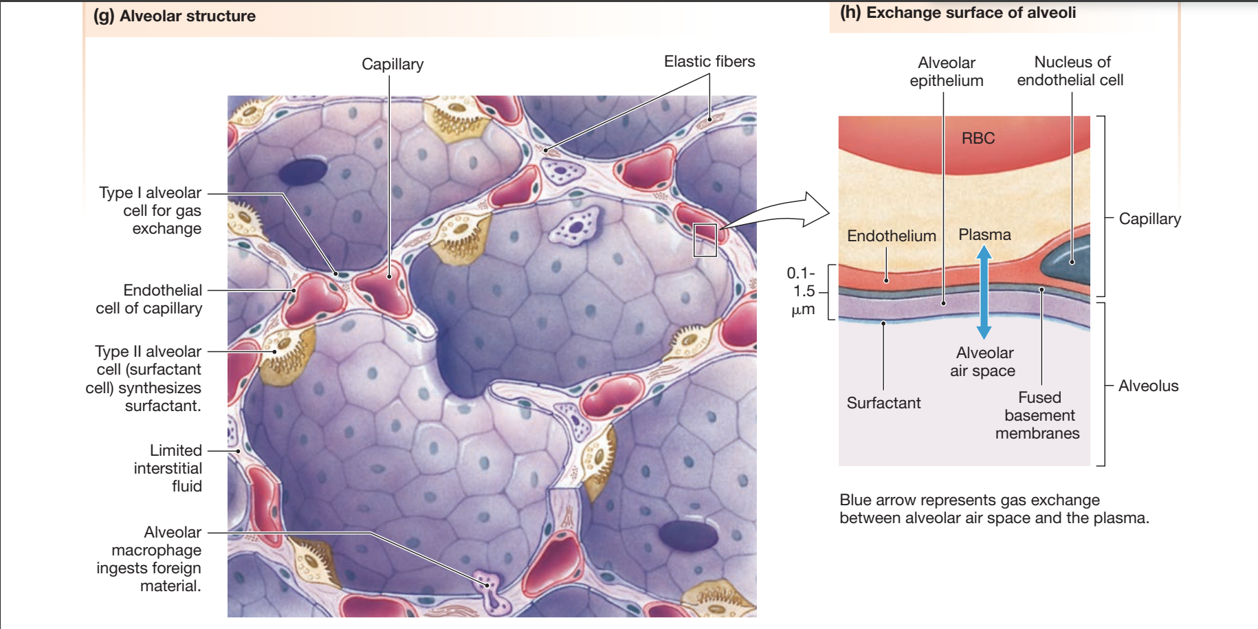 Alveolar structure (g) showing Type I and Type II alveolar cells, capillaries, endothelial cells, elastic fibers, and an alveolar macrophage; zoomed exchange-surface view (h) showing an RBC in a capillary separated from the alveolar air space by endothelium, fused basement membranes, and surfactant-lined alveolar epithelium — a 0.1-1.5 μm total diffusion distance — with a blue arrow marking the gas-exchange path.