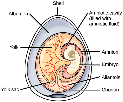 Amniotic egg cross-section labeling the shell, albumen, amniotic cavity (filled with amniotic fluid), amnion, embryo, allantois, chorion, and yolk sac.