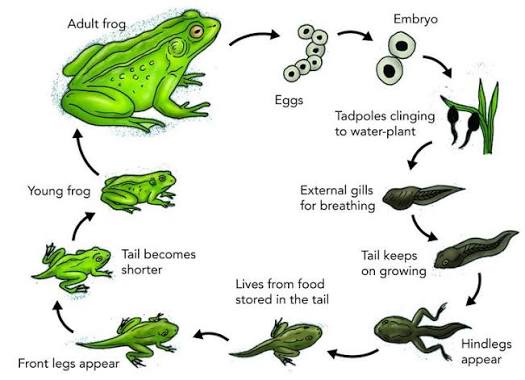 Frog life cycle: eggs → embryo → tadpole with external gills for breathing → hindlegs appear → front legs appear as the tail shortens (living off food stored in the tail) → young frog → adult frog, illustrating the gill-to-lung transition at metamorphosis.