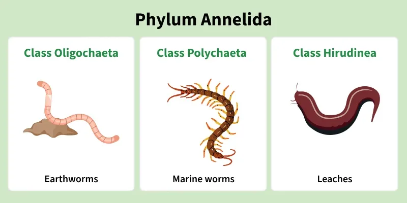 Phylum Annelida class comparison: Oligochaeta (earthworm), “Polychaeta,” and Hirudinea (leech) shown side by side.