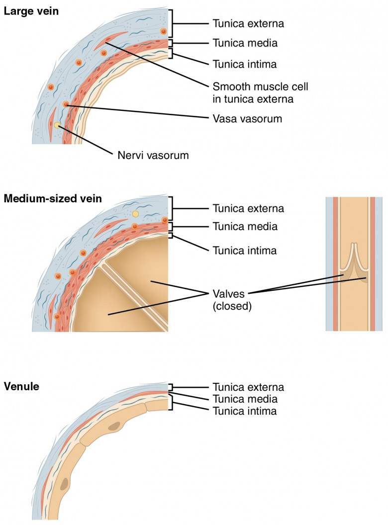 Tunica intima/media/externa compared across a large vein, a medium-sized vein (with closed valves shown, plus a valve-open/closed longitudinal inset), and a venule.