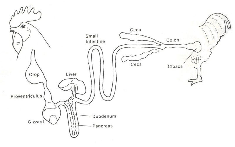 Bird digestive tract from crop through proventriculus and gizzard, then liver/pancreas feeding into the duodenum, small intestine, paired ceca, colon, and cloaca.