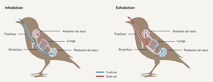 Inhalation and exhalation shown side by side, tracing fresh air (blue) and stale air (red) through the trachea, bronchus, lungs, and the anterior/posterior air sac groups.