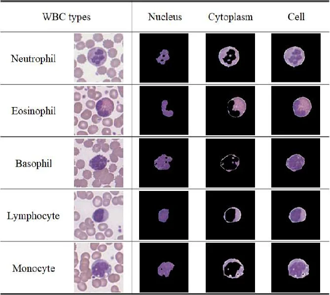 All five leukocyte types shown as real blood-smear micrographs (whole field, nucleus close-up, cytoplasm close-up, whole-cell close-up) for neutrophil, eosinophil, basophil, lymphocyte, and monocyte.