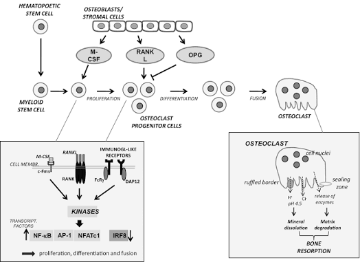 Osteoclast differentiation pathway: a hematopoietic stem cell gives rise to myeloid stem cells, then osteoclast progenitor cells, driven by M-CSF and RANKL from osteoblasts/stromal cells (opposed by OPG), fusing into a mature multinucleated osteoclast; inset diagrams show the RANK/RANKL receptor signaling cascade and the osteoclast’s bone-resorption mechanism (ruffled border, H+/Cl- secretion, mineral dissolution, matrix degradation).