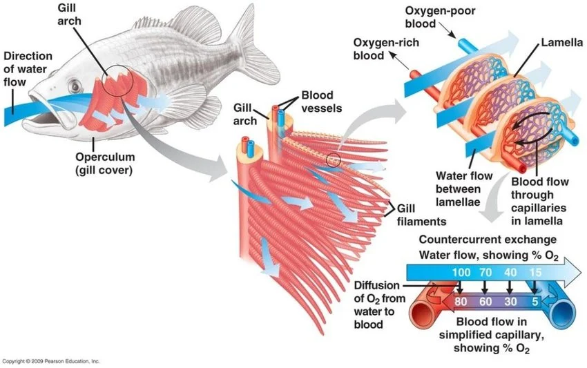 Zoom sequence from a whole fish (operculum, gill arch) to gill filaments to a single lamella, with countercurrent water flow (100%→70%→40%→15% O₂ saturation) running opposite to blood flow through the lamellar capillaries (80%→60%→30%→5% O₂ saturation) — the gradient never equalizes along the lamella’s length.