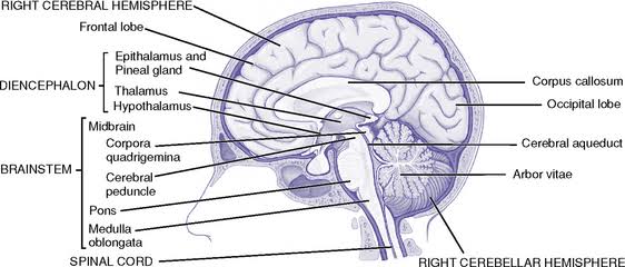 Midsagittal brain section labeling the right cerebral hemisphere with corpus callosum and occipital lobe, the diencephalon (epithalamus/pineal gland, thalamus, hypothalamus), the brainstem (midbrain/corpora quadrigemina/cerebral peduncle, pons, medulla oblongata), the spinal cord, and the right cerebellar hemisphere with arbor vitae and cerebral aqueduct.