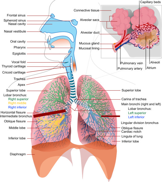 Full airway from nasal cavity through pharynx, larynx (vocal fold, thyroid/cricoid cartilage), trachea, and the branching bronchial tree (right/left main bronchi, color-coded lobar bronchi, intermediate bronchus) down into each lung lobe, with an inset zoom showing alveolar sacs, capillary beds, and the pulmonary artery/vein at a single alveolus.