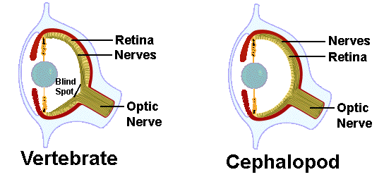 Vertebrate eye (retina, nerves running in front of the photoreceptors, creating a blind spot where the optic nerve exits) directly compared to cephalopod eye (nerves behind the retina, no blind spot, optic nerve exiting without crossing the light path).