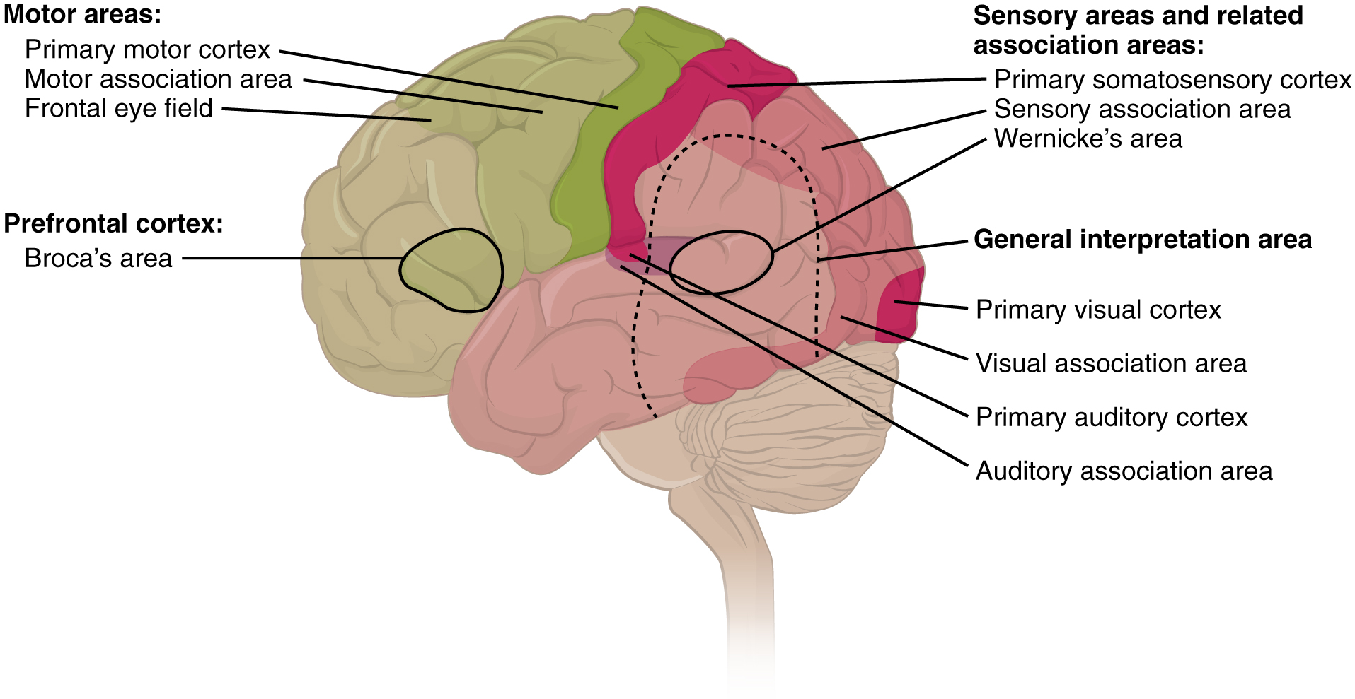 Lateral brain view with motor areas (primary motor cortex, motor association area, frontal eye field) in green, Broca’s area and prefrontal cortex outlined, and sensory areas (primary somatosensory cortex, sensory/visual/auditory association areas, Wernicke’s area, primary visual and auditory cortices, general interpretation area) in pink/red.
