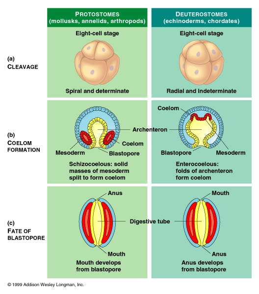 Protostomes vs. deuterostomes compared across all three axes: eight-cell-stage cleavage (spiral/determinate vs. radial/indeterminate), coelom formation (schizocoelous splitting of solid mesoderm vs. enterocoelous folding of the archenteron), and blastopore fate (mouth vs. anus).