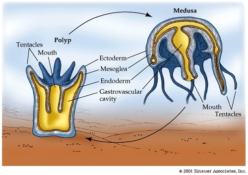 Polyp form (tentacles, mouth, ectoderm, mesoglea, endoderm, gastrovascular cavity all labeled) and medusa form (mouth, tentacles), connected by a life-cycle arrow showing the transition between the two.