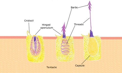 A cnidocyte in three stages: coiled at rest (cnidocil trigger, hinged operculum visible), mid-firing (barbed threads partially everted), and fully fired (capsule, barbs, and thread fully extended from the tentacle).