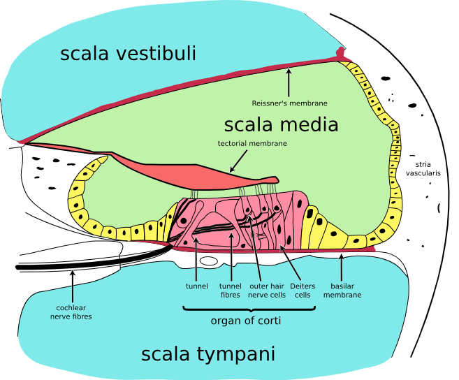 Cochlear cross-section showing scala vestibuli, scala media (with Reissner’s membrane and the stria vascularis), and scala tympani, with the organ of Corti — tunnel, tunnel fibres, outer hair cells and their nerve cells, Deiters cells, tectorial membrane, and basilar membrane — labeled in detail.