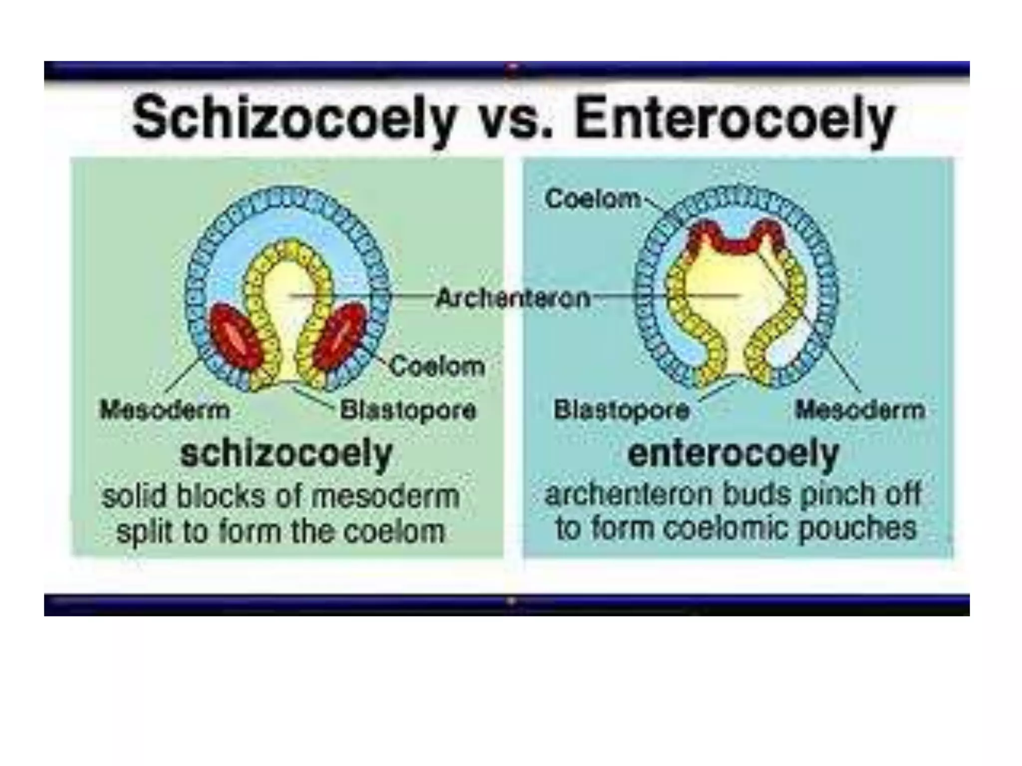 Schizocoely (protostome) vs. enterocoely (deuterostome) coelom formation compared side by side: schizocoely as solid blocks of mesoderm splitting to form the coelom, enterocoely as archenteron buds pinching off to form coelomic pouches — mesoderm, blastopore, coelom, and archenteron labeled on both.