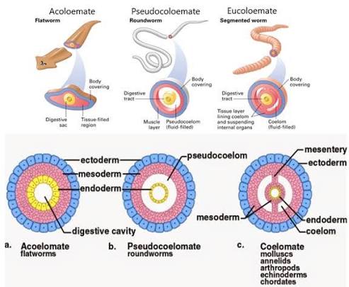 Acoelomate (flatworm), pseudocoelomate (roundworm), and eucoelomate (segmented worm) body plans compared, each with a representative animal above and a labeled cross-section below showing ectoderm, mesoderm, endoderm, and the body cavity (if any).