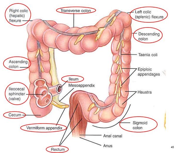 Full colon gross anatomy: right colic (hepatic) and left colic (splenic) flexures, transverse/ascending/descending colon, taenia coli, epiploic appendages, haustra, ileocecal sphincter (valve), cecum, vermiform appendix, sigmoid colon, rectum, anal canal, and anus.
