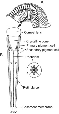 A compound eye (A) built from many ommatidia, with a single ommatidium (B) shown in cutaway: corneal lens, crystalline cone, primary/secondary pigment cells, the central rhabdom (with a cross-section inset), retinula cells, basement membrane, and axon.