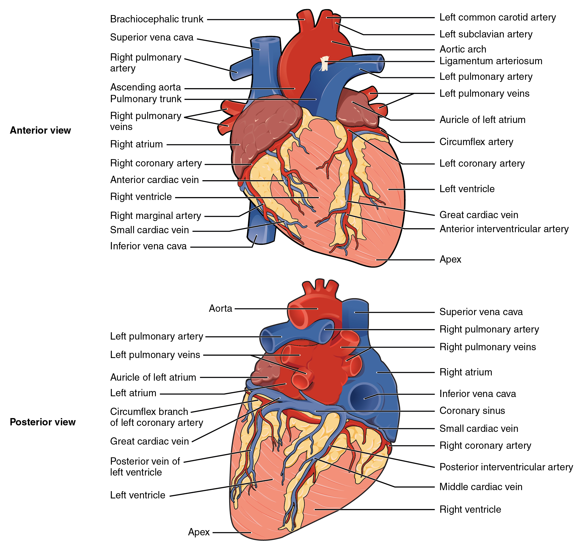 Coronary circulation in anterior and posterior view: right and left coronary arteries branching from the aortic root, their circumflex/anterior and posterior interventricular branches, and the cardiac veins (great, middle, small, anterior) draining into the coronary sinus.