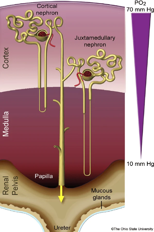 Cortical nephron (short loop of Henle) vs. juxtamedullary nephron (long loop reaching deep into the medulla, near the papilla) compared, alongside a PO2 gradient bar showing oxygen tension falling from 70 mmHg in the cortex to 10 mmHg near the papilla.