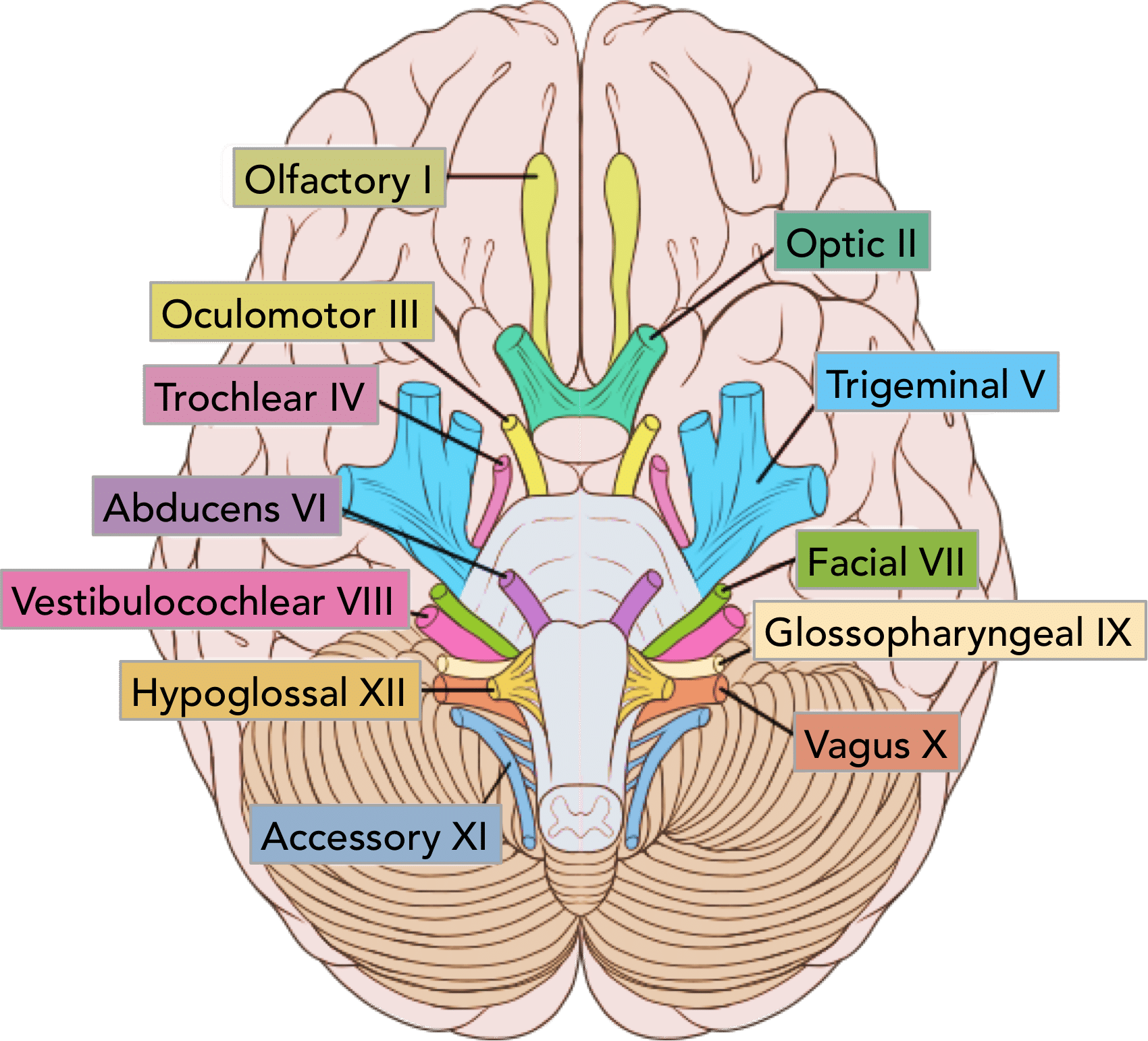 Inferior (base-of-brain) view with all 12 cranial nerves numbered, named, and color-coded at their point of origin: Olfactory I, Optic II, Oculomotor III, Trochlear IV, Trigeminal V, Abducens VI, Facial VII, Vestibulocochlear VIII, Glossopharyngeal IX, Vagus X, Accessory XI, Hypoglossal XII.