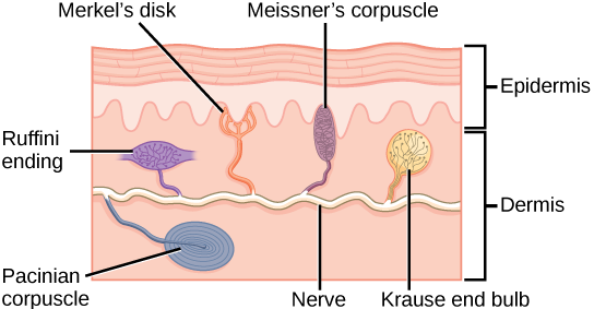 All five cutaneous receptor types positioned at their depths in a skin cross-section: Merkel’s disk and Meissner’s corpuscle near the epidermal-dermal boundary, Ruffini ending and Pacinian corpuscle deeper in the dermis, plus a bonus sixth receptor type (Krause end bulb) not covered in the text.