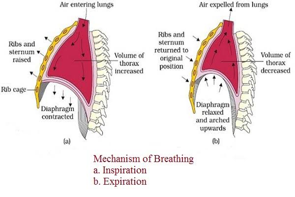 Inspiration (a): ribs and sternum raised, diaphragm contracted and flattened, thoracic volume increased, air entering. Expiration (b): ribs and sternum returned to resting position, diaphragm relaxed and arched upward, thoracic volume decreased, air expelled.