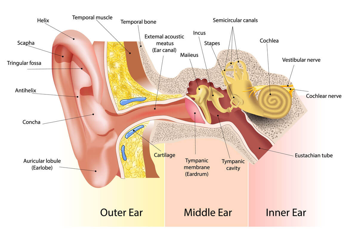 Full labeled ear cross-section: outer ear (helix, scapha, triangular fossa, antihelix, concha, auricular lobule, external acoustic meatus/ear canal), middle ear (malleus, incus, stapes, tympanic membrane, tympanic cavity, Eustachian tube), and inner ear (semicircular canals, cochlea, vestibular nerve, cochlear nerve).