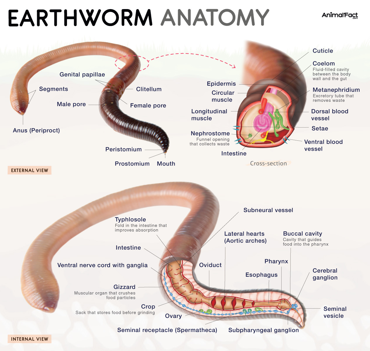 Earthworm anatomy: external view (segments, clitellum, genital papillae, male/female pores, peristomium, prostomium, mouth, anus); a body-segment cross-section (cuticle, epidermis, circular/longitudinal muscle, coelom, metanephridium with nephrostome, setae, dorsal/ventral blood vessels, intestine); and an internal longitudinal view (typhlosole, crop, gizzard, pharynx, esophagus, cerebral/subpharyngeal ganglion, ventral nerve cord, lateral hearts/aortic arches, ovary, oviduct, seminal receptacle/vesicle).