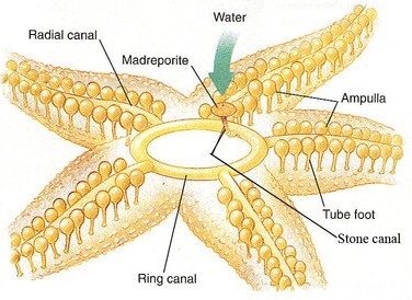 Sea star water vascular system: water entering through the madreporite, down the stone canal to the ring canal, distributed into five radial canals, each supplying a double row of tube feet with their ampullae.