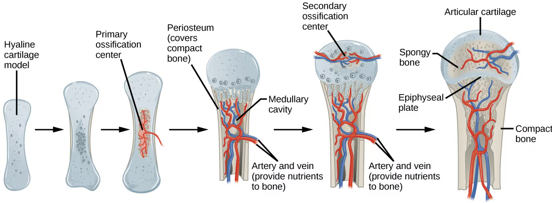 Endochondral ossification sequence: a hyaline cartilage model develops a primary ossification center at the shaft, is progressively invaded by blood vessels and covered by periosteum around a forming medullary cavity, then develops secondary ossification centers at the ends before maturing into a bone with articular cartilage, spongy bone, an epiphyseal plate, and compact bone.