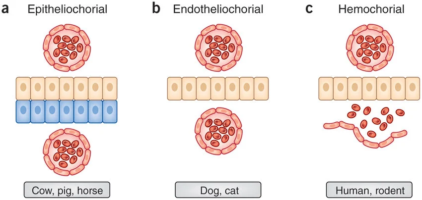 Three placental interface types compared: (a) epitheliochorial (cow, pig, horse) — maternal and fetal epithelial layers both fully intact; (b) endotheliochorial (dog, cat) — maternal epithelium eroded, fetal tissue contacts the maternal endothelium; (c) hemochorial (human, rodent) — both maternal layers eroded, fetal tissue bathed directly in maternal blood.