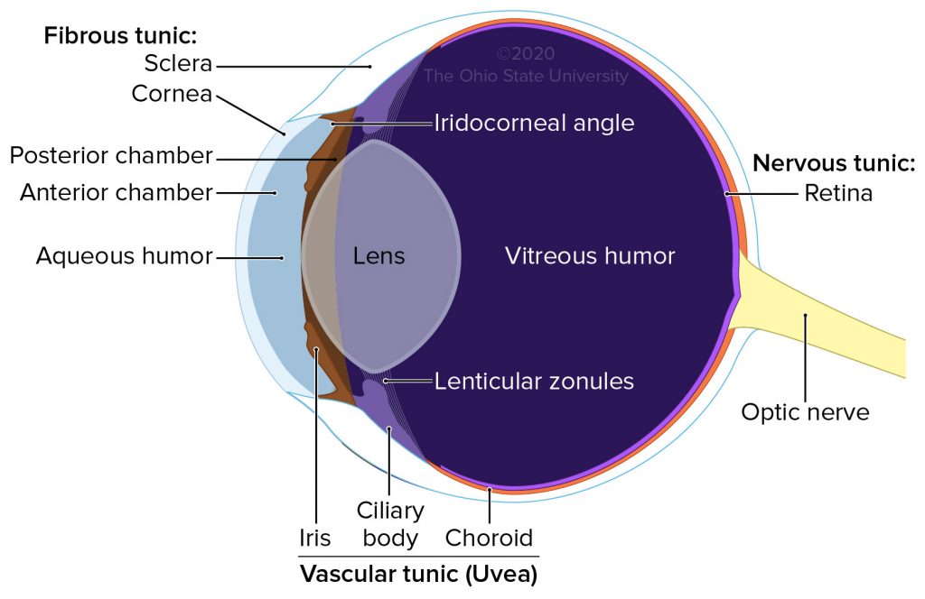 Labeled eye cross-section: fibrous tunic (sclera, cornea), vascular tunic/uvea (iris, ciliary body, choroid), nervous tunic (retina), anterior/posterior chambers with aqueous humor, vitreous humor, lens, lenticular zonules, iridocorneal angle, and optic nerve.