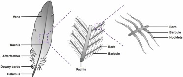 Feather structure zoomed from the whole feather (vane, rachis, afterfeather, downy barbs, calamus) to the barb/barbule arrangement branching off the rachis, to individual barbules with their interlocking hooklets.