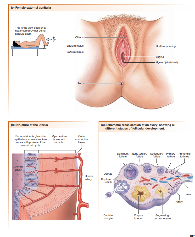 Female external genitalia (clitoris, labia majus/minus, urethral opening, vagina, hymen), uterine wall structure (endometrium, myometrium, outer connective tissue), and a schematic ovarian cross-section showing every follicular stage together with the corpus luteum and a regressing corpus luteum.