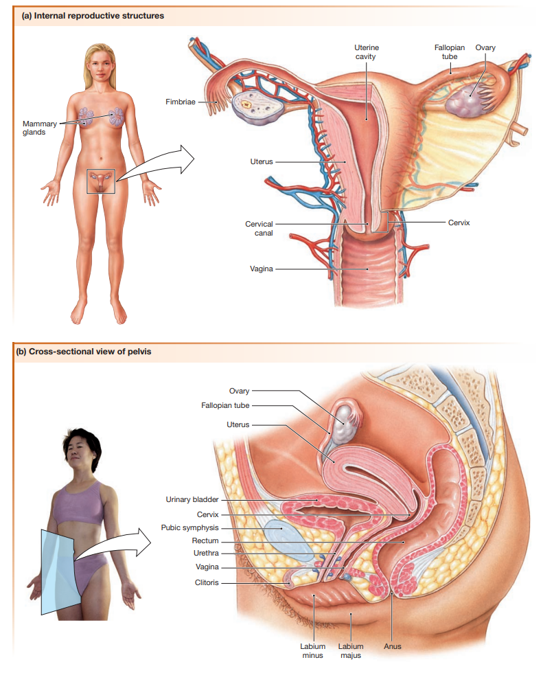 Internal female reproductive structures (mammary glands, fimbriae, uterine cavity, fallopian tube, ovary, cervical canal, cervix, vagina) and a cross-sectional pelvis view (ovary, fallopian tube, uterus, bladder, cervix, rectum, urethra, vagina, clitoris, labia).