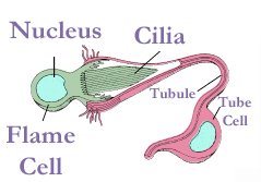 A flame cell with its nucleus and beating cilia projecting into the tubule lumen, connected to a downstream tube cell.