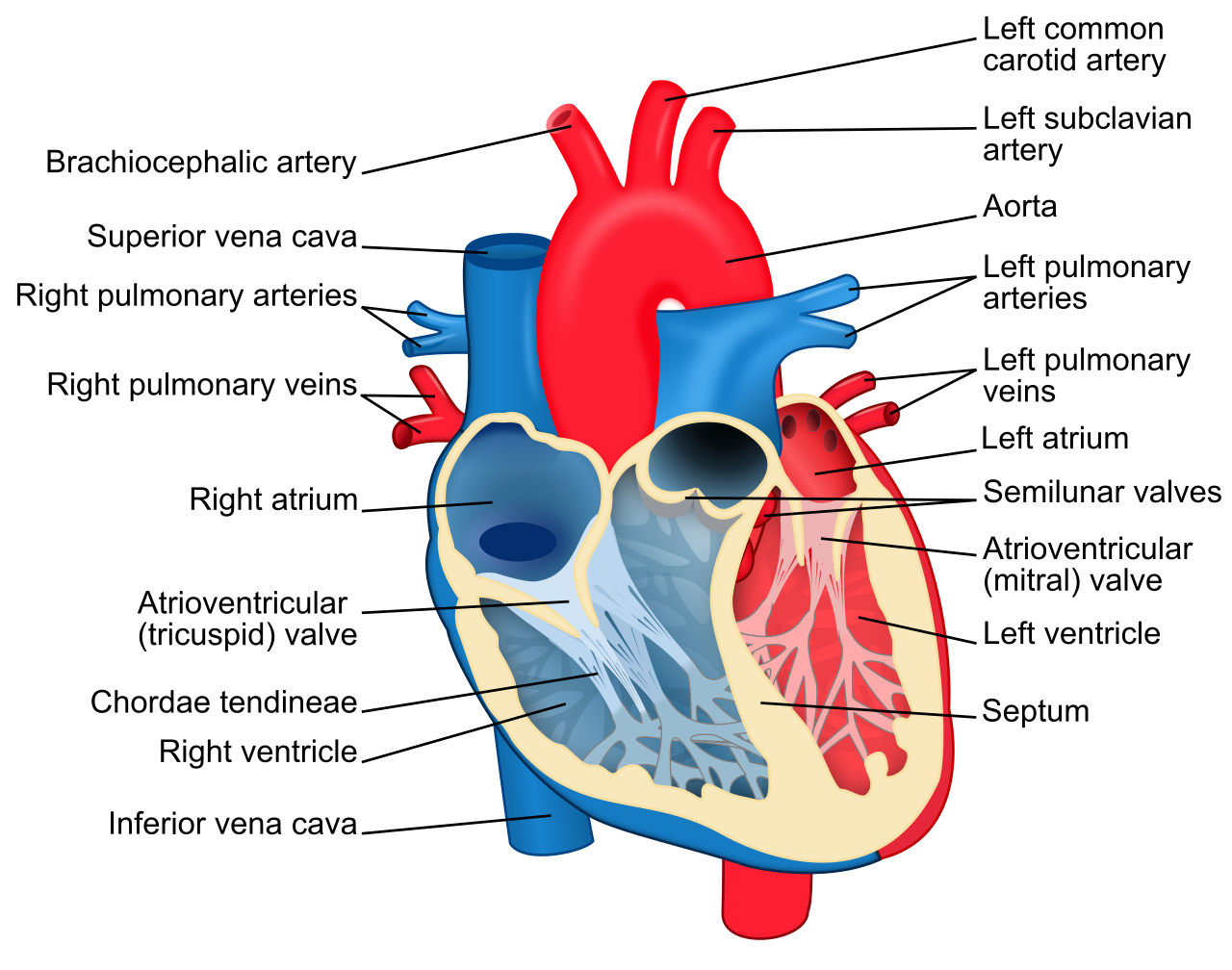 Four-chambered heart cross-section labeled with all four valves (tricuspid, mitral, and both semilunar valves), chordae tendineae, the septum, and the great vessels (aorta, pulmonary arteries/veins, venae cavae).