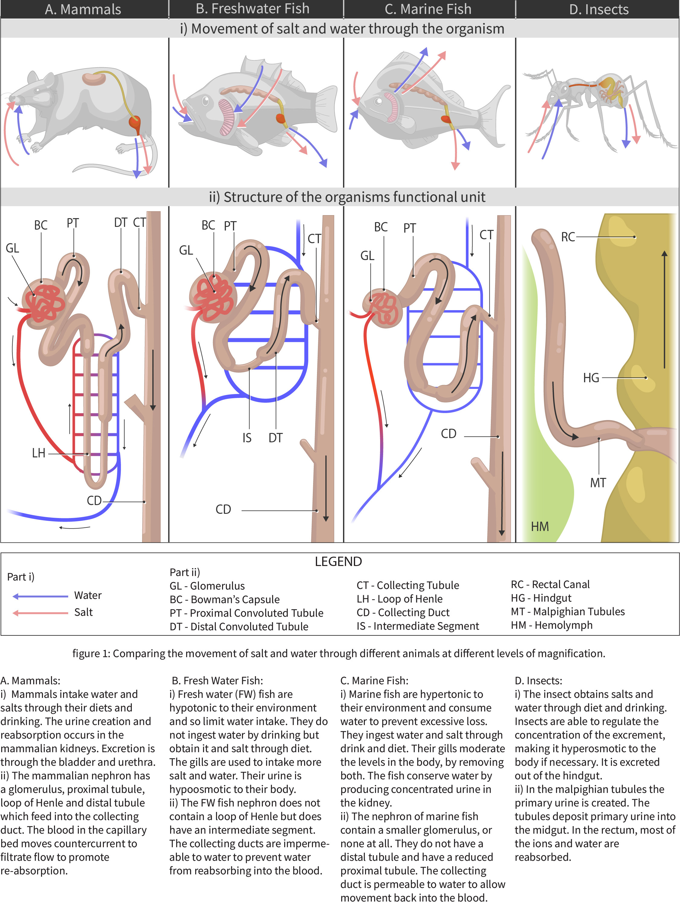 Salt/water movement and nephron structure compared across mammals, freshwater fish, marine fish, and insects: freshwater fish nephrons have a large glomerulus and lack a loop of Henle but gain an intermediate segment, while marine fish nephrons have a smaller or absent glomerulus and lack a distal tubule, with a water-permeable collecting duct.