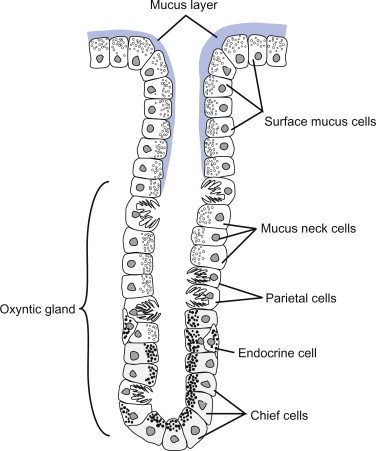 A gastric (oxyntic) gland in cross-section, from the mucus-layer opening down through surface mucus cells, mucus neck cells, parietal cells, an endocrine cell, to chief cells at the base.