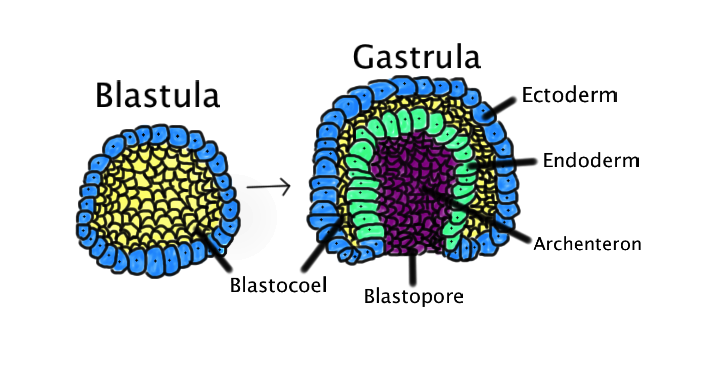 Blastula folding inward to form a gastrula, with the ectoderm (blue), endoderm/archenteron (purple), and mesoderm-adjacent yolk-filled blastocoel (yellow) labeled alongside the blastopore.