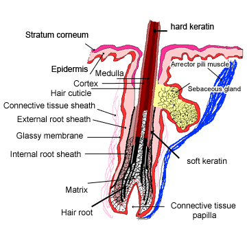 Detailed hair follicle cross-section labeling the hard-keratin shaft (medulla, cortex, hair cuticle), the surrounding root sheaths and glassy membrane, the matrix and hair root at the follicle base, the connective tissue papilla, and the adjacent arrector pili muscle and sebaceous gland.