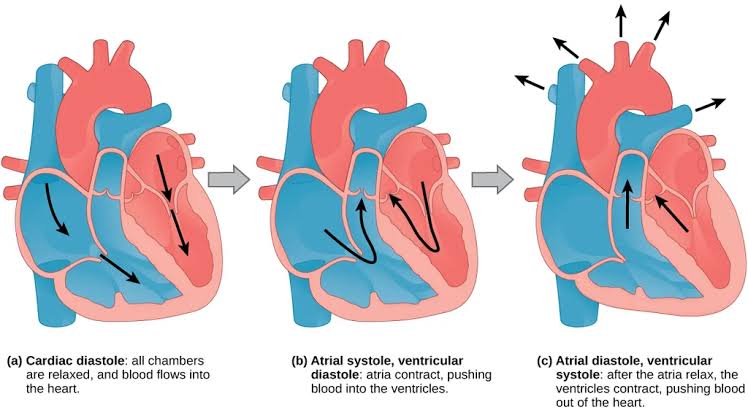 Three panels of a single (mammalian-type, four-chambered) heart through the cardiac cycle: (a) diastole, all chambers relaxed; (b) atrial systole/ventricular diastole; (c) atrial diastole/ventricular systole, with arrows tracing blood flow direction at each stage.