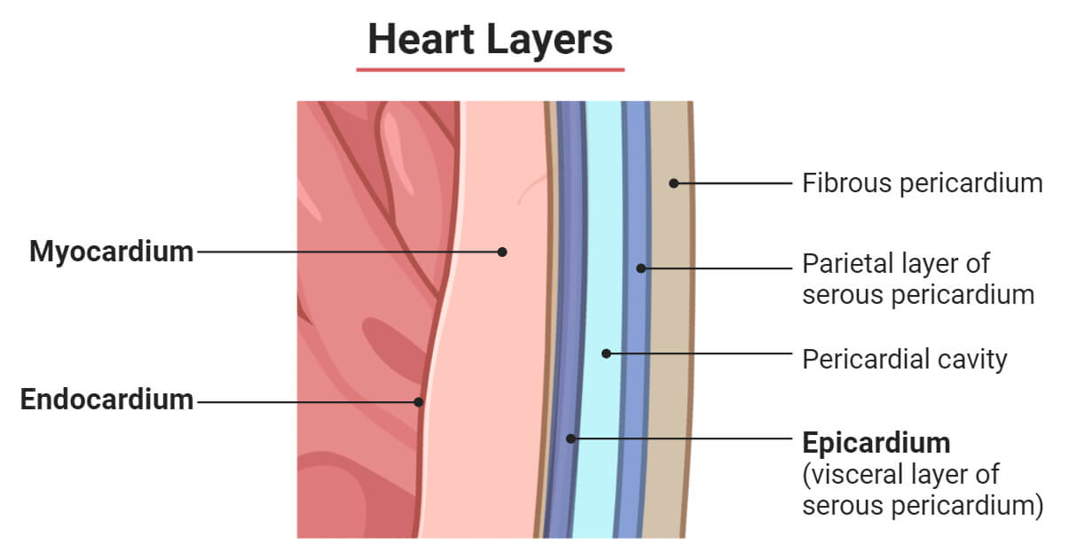 Heart wall cross-section labeled with endocardium, myocardium, epicardium (visceral layer of serous pericardium), pericardial cavity, parietal layer of serous pericardium, and fibrous pericardium.
