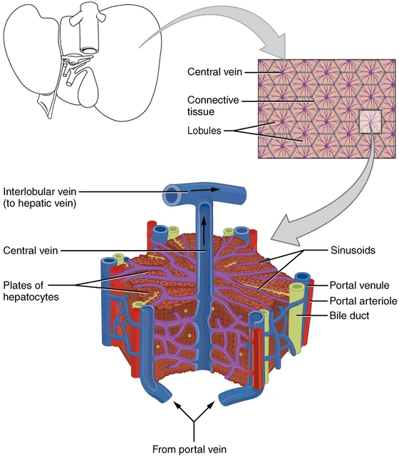 Hepatic lobule structure zoomed from the whole liver down to a single lobule: central vein, radiating plates of hepatocytes, sinusoids, and the portal triad (portal venule, portal arteriole, bile duct) at the lobule’s edges, with blood flow arrows from the portal triad toward the central vein.