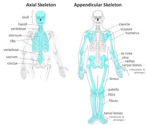 Full human skeleton with the axial skeleton (skull, hyoid, vertebrae, sternum, ribs, sacrum, coccyx) and appendicular skeleton (clavicle, scapula, humerus, radius, ulna, carpals/metacarpals/phalanges, os coxa, femur, patella, tibia, fibula, tarsals/metatarsals/phalanges) labeled and color-coded.
