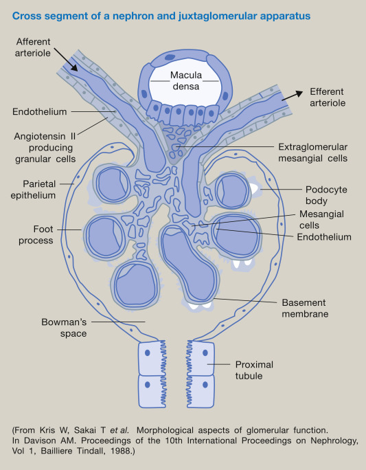 Cross-section of a nephron and juxtaglomerular apparatus at the vascular pole: macula densa, angiotensin-II-producing granular cells, afferent/efferent arterioles, extraglomerular mesangial cells, parietal epithelium, podocyte foot processes, mesangial cells, basement membrane, Bowman’s space, and the proximal tubule.
