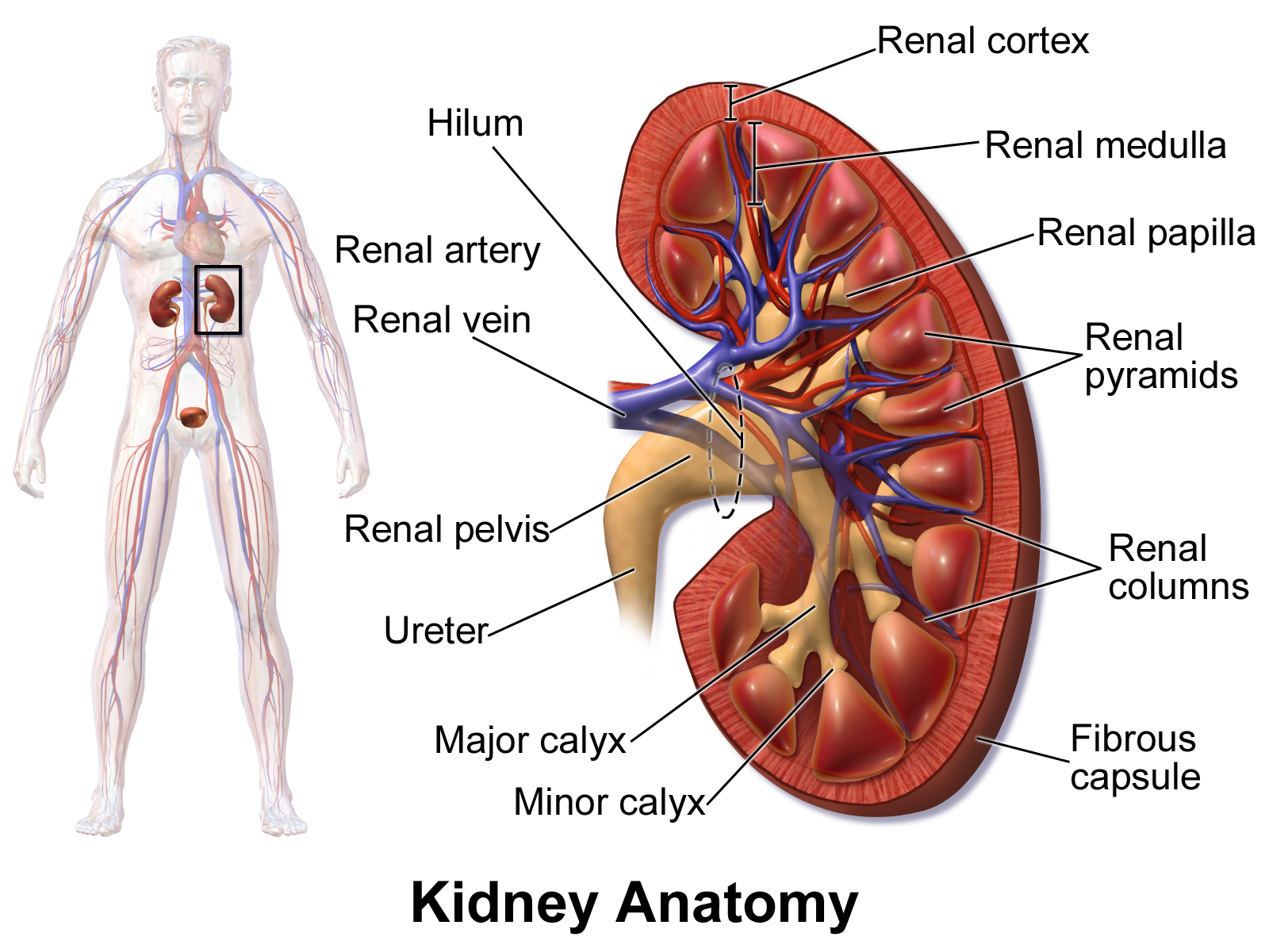 Kidney gross anatomy in coronal section: fibrous capsule, renal cortex, renal medulla, renal pyramids, renal columns, renal papilla, minor and major calyces, renal pelvis, hilum, renal artery/vein, and ureter, with a whole-body inset showing kidney position.