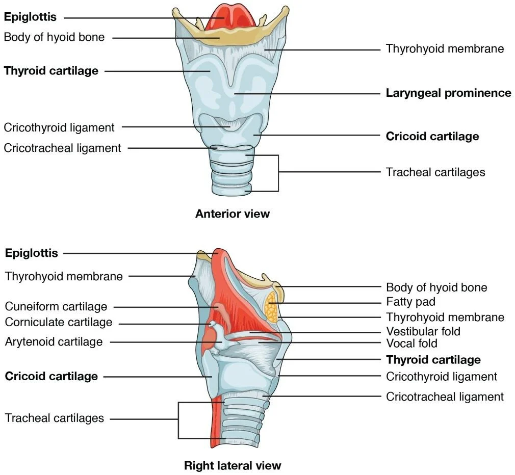 Larynx structure in anterior and right lateral view: epiglottis, hyoid bone, thyroid cartilage and laryngeal prominence, cricoid cartilage, tracheal cartilages, cricothyroid/cricotracheal ligaments, plus (lateral view) the arytenoid, corniculate, and cuneiform cartilages and the vocal/vestibular folds.